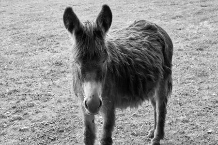 Donkey close up on  grey background.