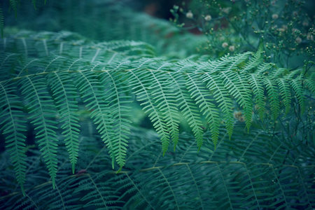 fern leaf with blur background.