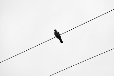 bird on an electric wire.