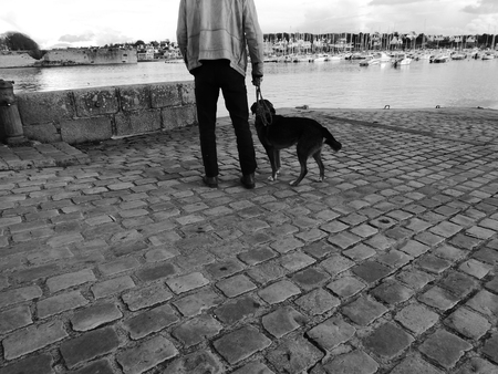 dog on a leash.