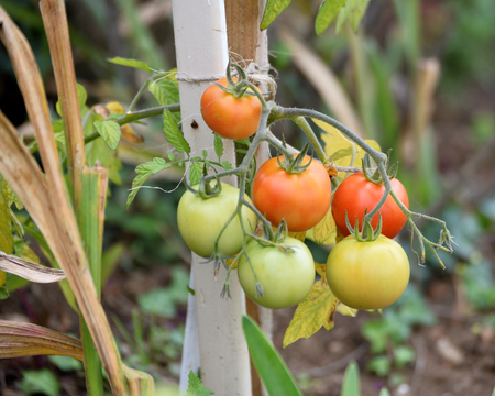 Culture of tomato.の写真素材