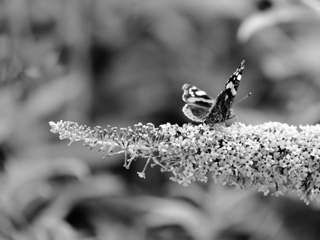 flower and butterfly.の写真素材