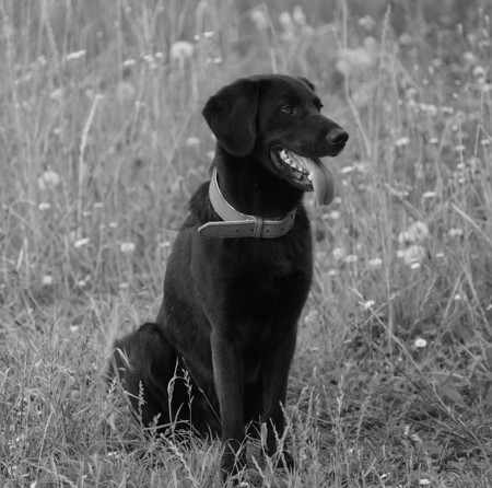 labrador dog sitting.の写真素材
