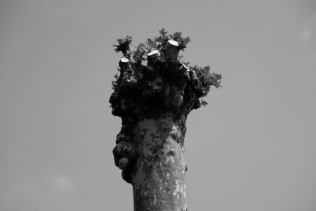 plane tree headlessの写真素材