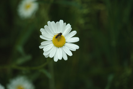 bee on a daisy.