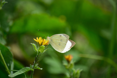 butterfly foraging the flowers.の写真素材