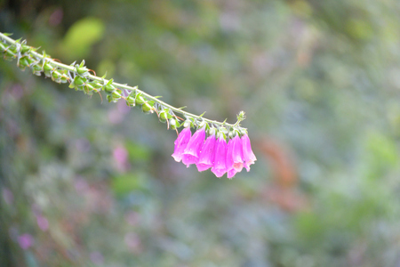 Flower digital variety.の写真素材