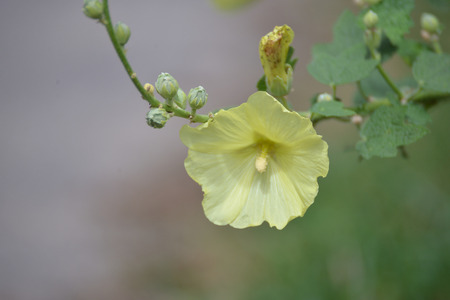 Yellow hollyhock.の写真素材
