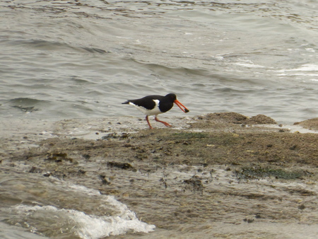 eightier with a shell in the beak.の写真素材