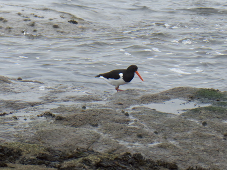 Red beak of the ewer.の写真素材