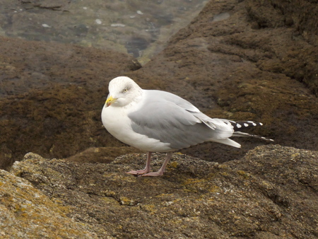 Gull Gull.の写真素材