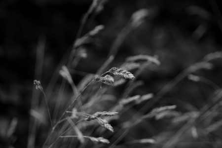 Blade of grass .の写真素材