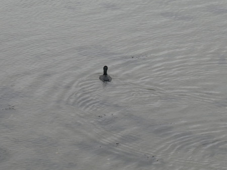 Furrow in the water.の写真素材