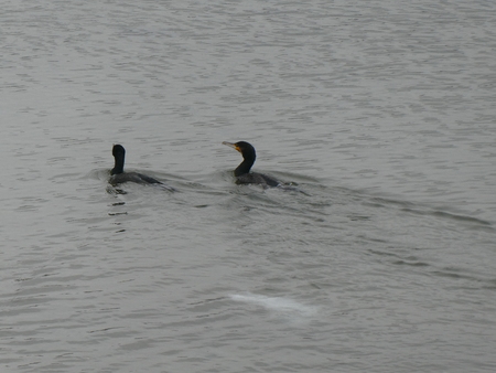 couple of cormorants.の写真素材