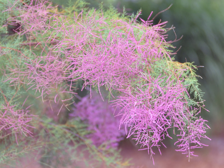 Decorative shrub.の写真素材