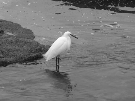 Bird wading.の写真素材