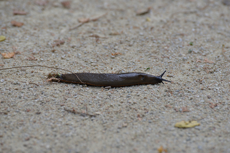 Black slug of the gardens.の写真素材