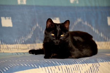 Eyes of the cat.の写真素材