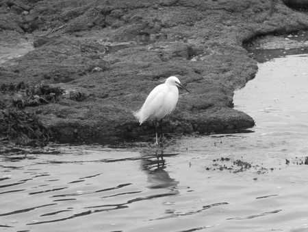 Little Egret.