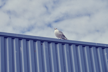 Bird on a metal wall.