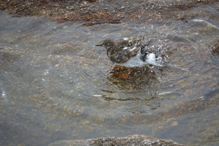 Bird doing his toilet.