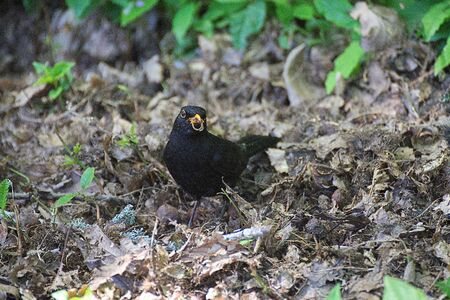 Blackbird holding a seed in its beak.