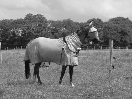 Horse protected from insect bites.の写真素材