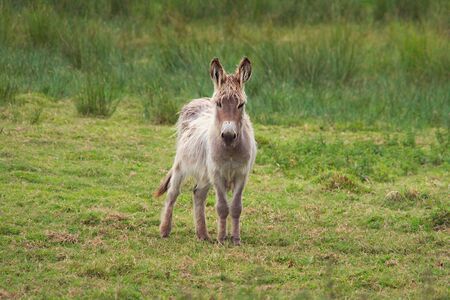 Donkey in a meadow.の写真素材
