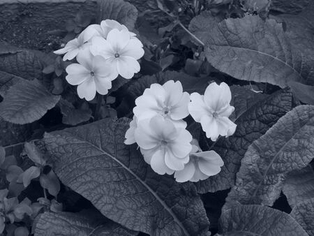Spring primroses.の写真素材