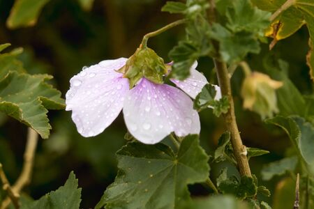 Raindrops falling on a flower.の写真素材