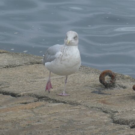 Fun walk of the gull.の写真素材