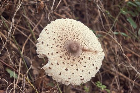 Mushroom eaten by a slug.の写真素材