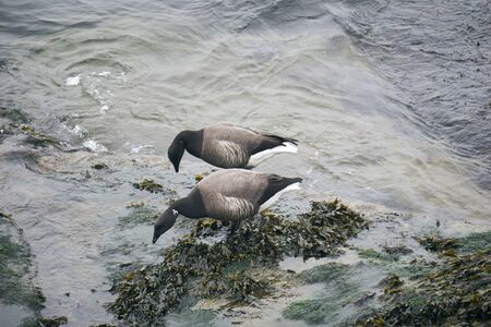 Migratory birds, couple of geese geese.の写真素材