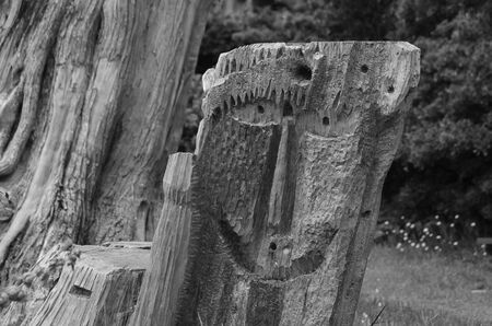 Low relief sculpture on a tree trunk.の写真素材