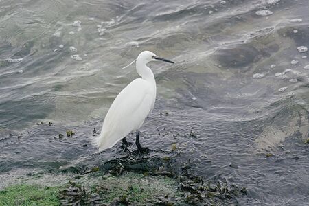 Egret, migratory bird.の写真素材