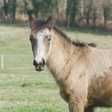 Portrait of a foal in a meadow.の写真素材