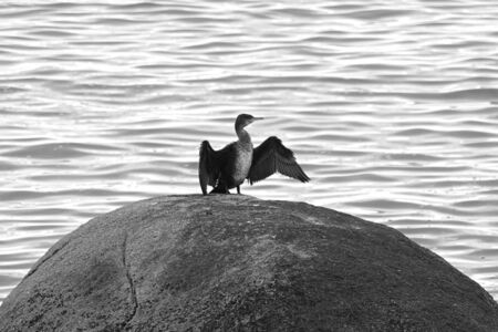 Cormorant spreading its wings.の写真素材