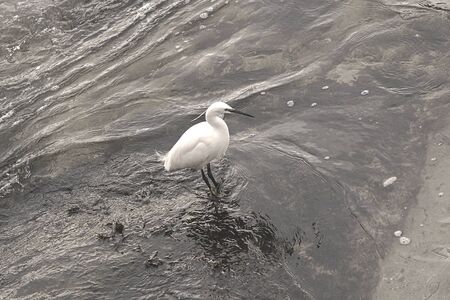 Gazette egret profile view.の写真素材