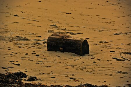 Tree trunk rejected by the sea.の写真素材