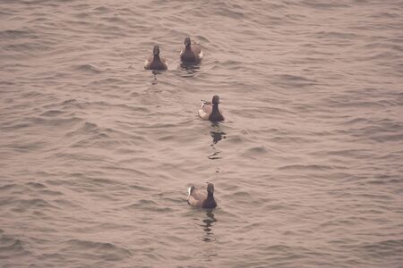Group of wild geese.の写真素材
