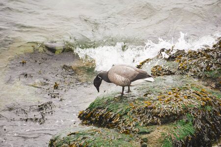 Wild goose eating seaweed.の写真素材