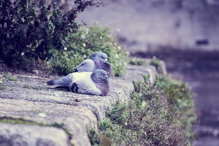 Couple of pigeons lying in the sun.の写真素材