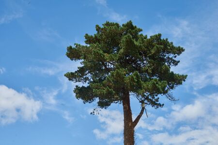 Umbrella pine, coniferous pine.