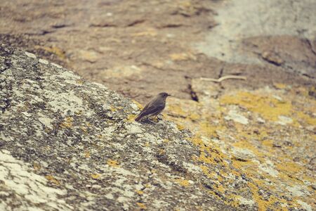 Red throat posed on the ground.の写真素材