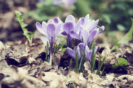 Group of flowers, blue crocuses.の写真素材