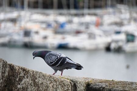 Rock pigeon on a wall.の写真素材