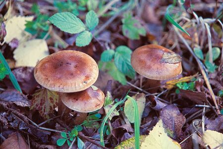 Edible mushrooms, blood variety.の写真素材