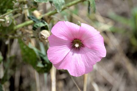 Large edible flower, hollyhock.の写真素材