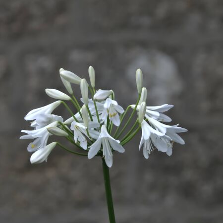 White flowers variety snowdrop.の写真素材