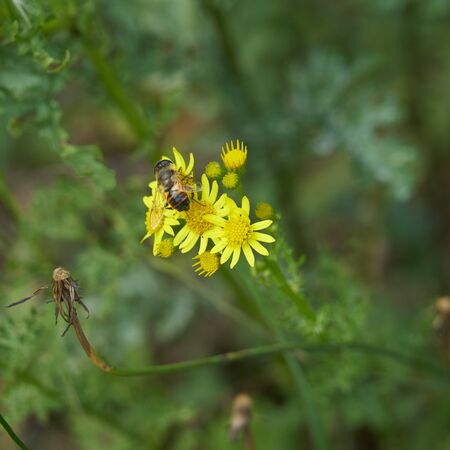 Spring, bee gathering flowers.の写真素材